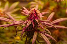 Cannabis Seeds California A Comprehensive Guide to Growing in the Golden State Cannabis Seeds California A Comprehensive Guide to Growing in the Golden State